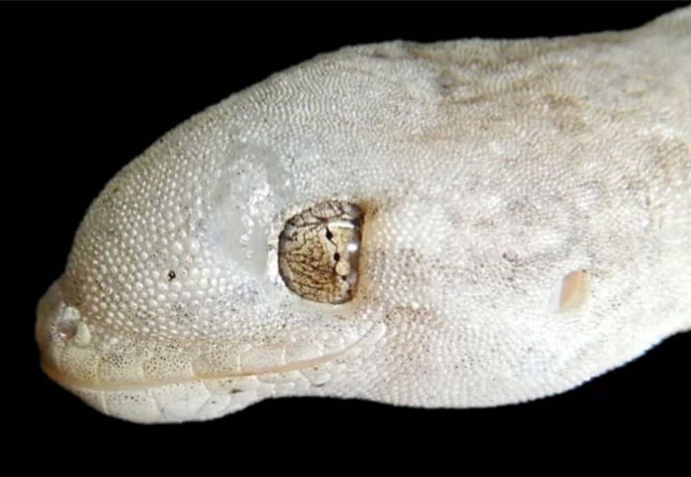 Gecko Enterococcus Lacertideformus