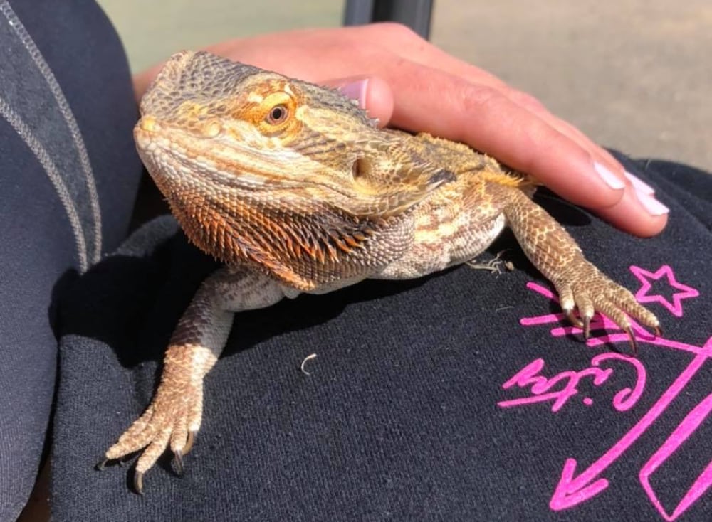 Bearded Dragon Rescued1000