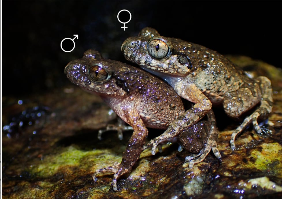 Laus Leaf Litter Toad