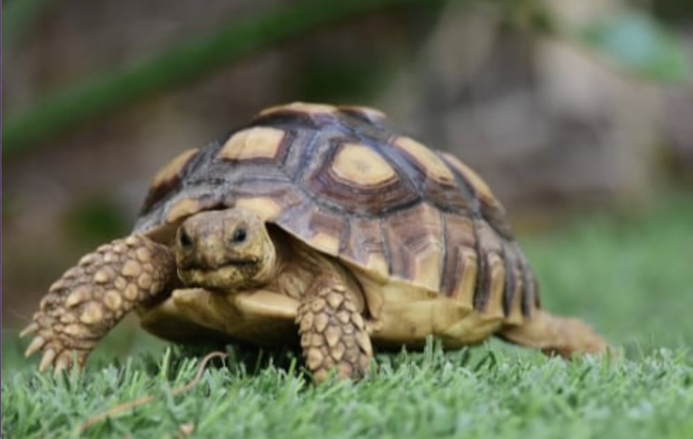 Mazuri Tort