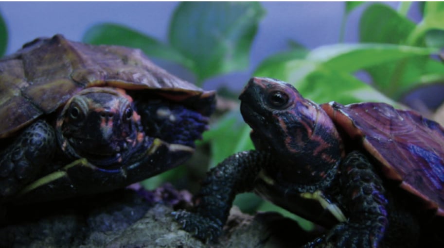 Rkukyu Black Breasted Leaf Turtle2