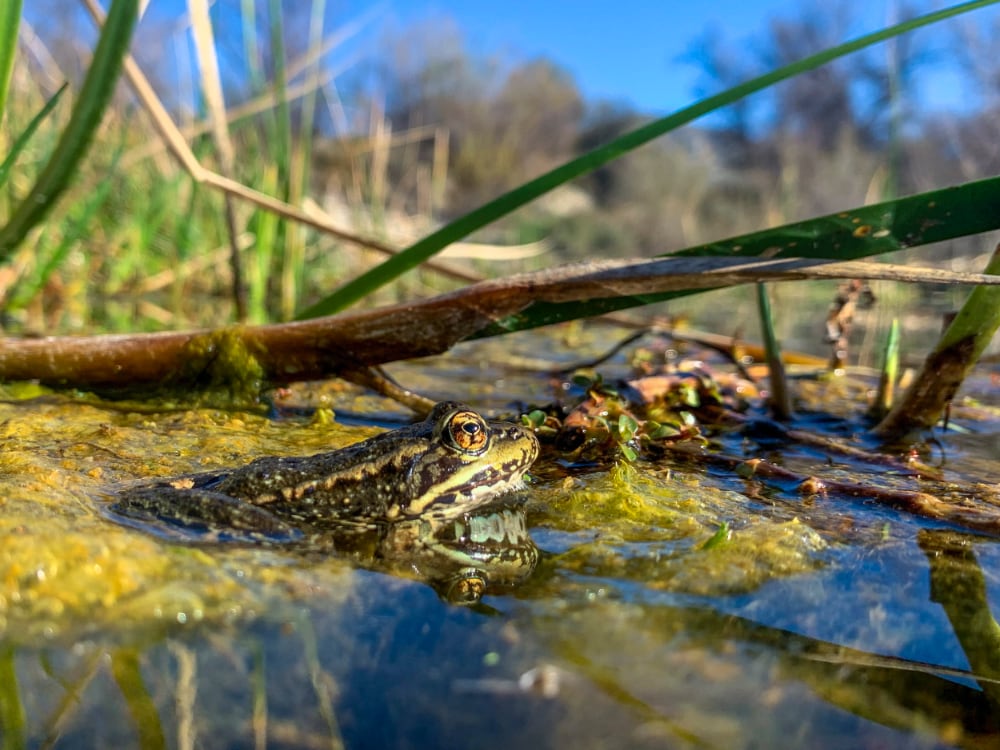California Red Legged Frogs