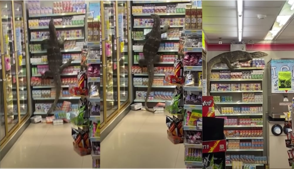 Asian Water Monitor Climbs Shelves