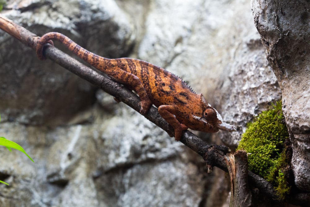 Minors Chameleon Zoo Knoxville