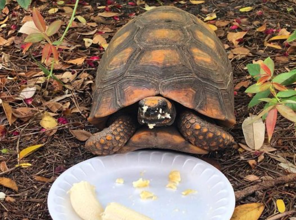 Calypso Yellow Foot Tortoise