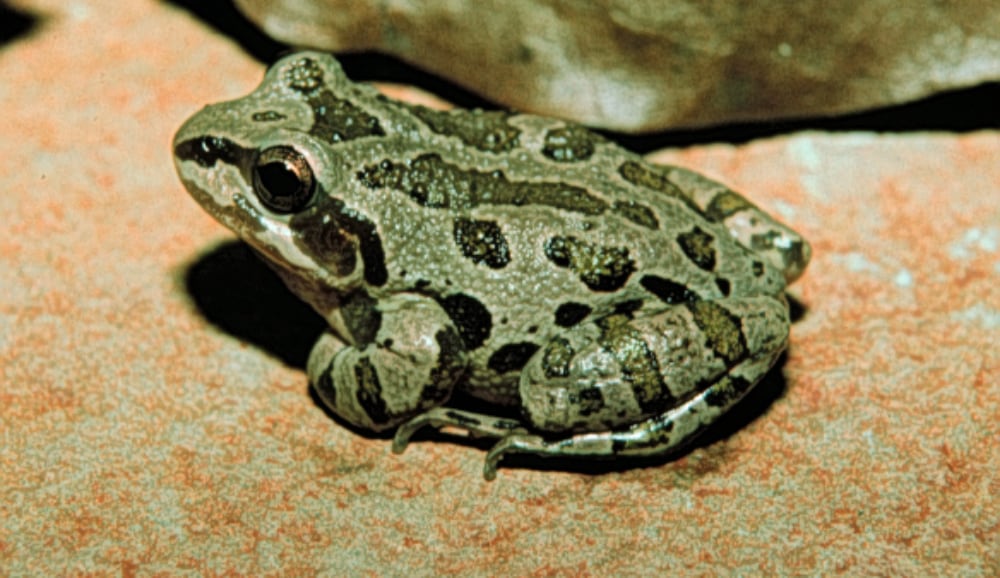 Pseudacris Streckeri Illinoensis