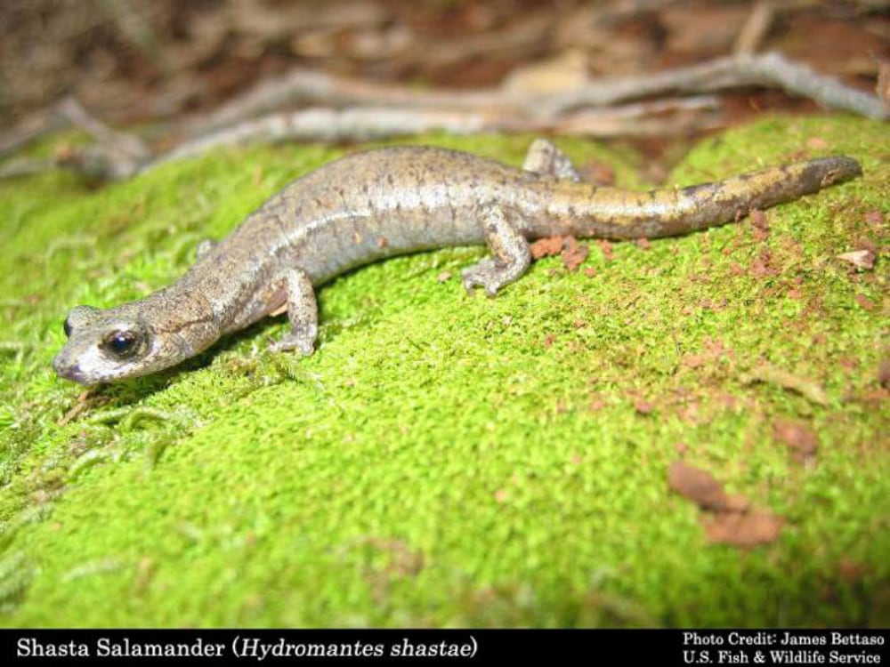 Shastasalamander Usfws