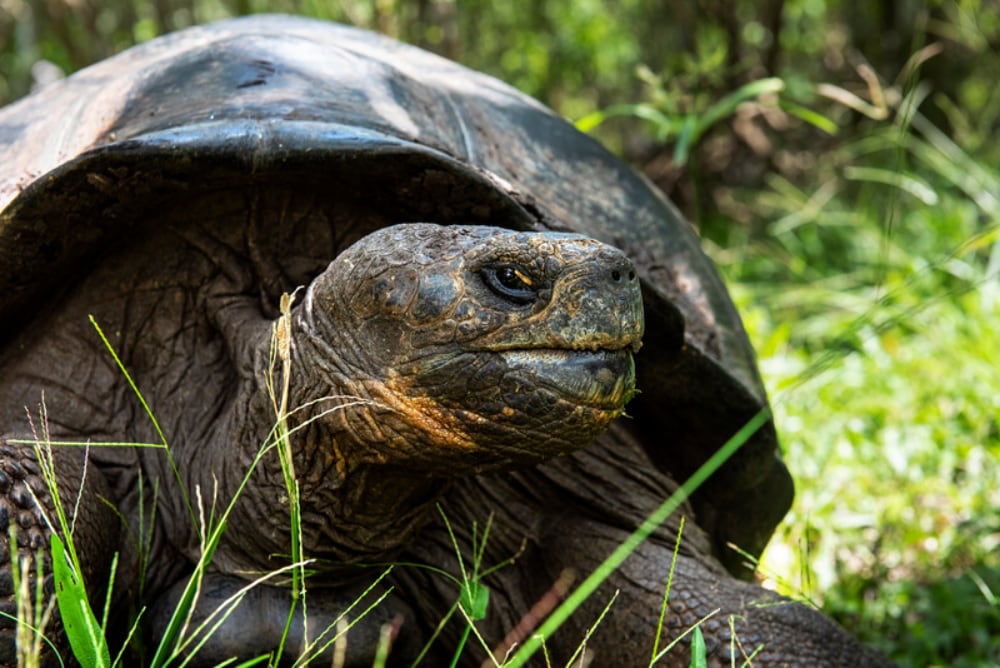 Galapagos Tortoise