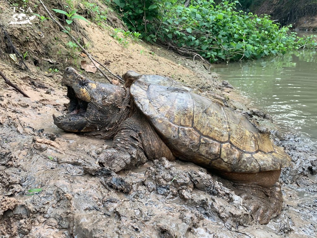 Alligator Snapping Turtles