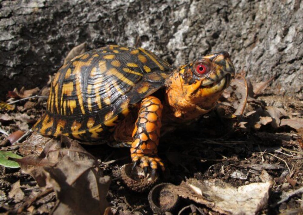 Eastern Box Turtle