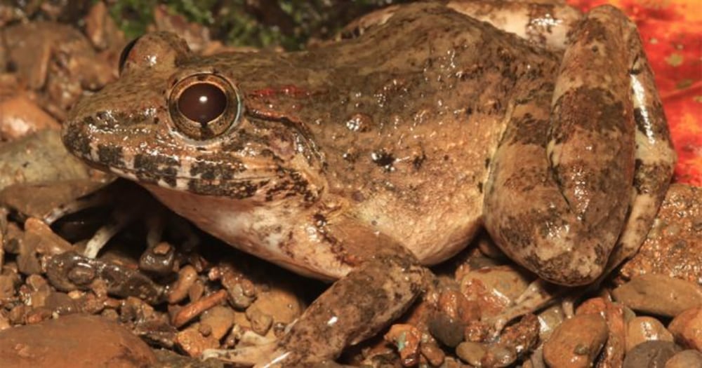 Limnonectes Beloncioi