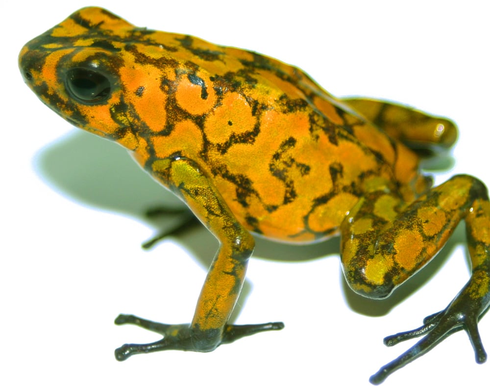 Dendrobates Sylvaticus