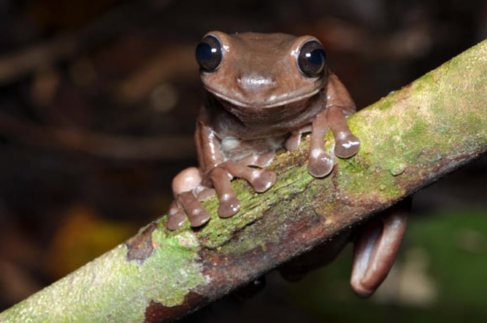 Litoria Mira