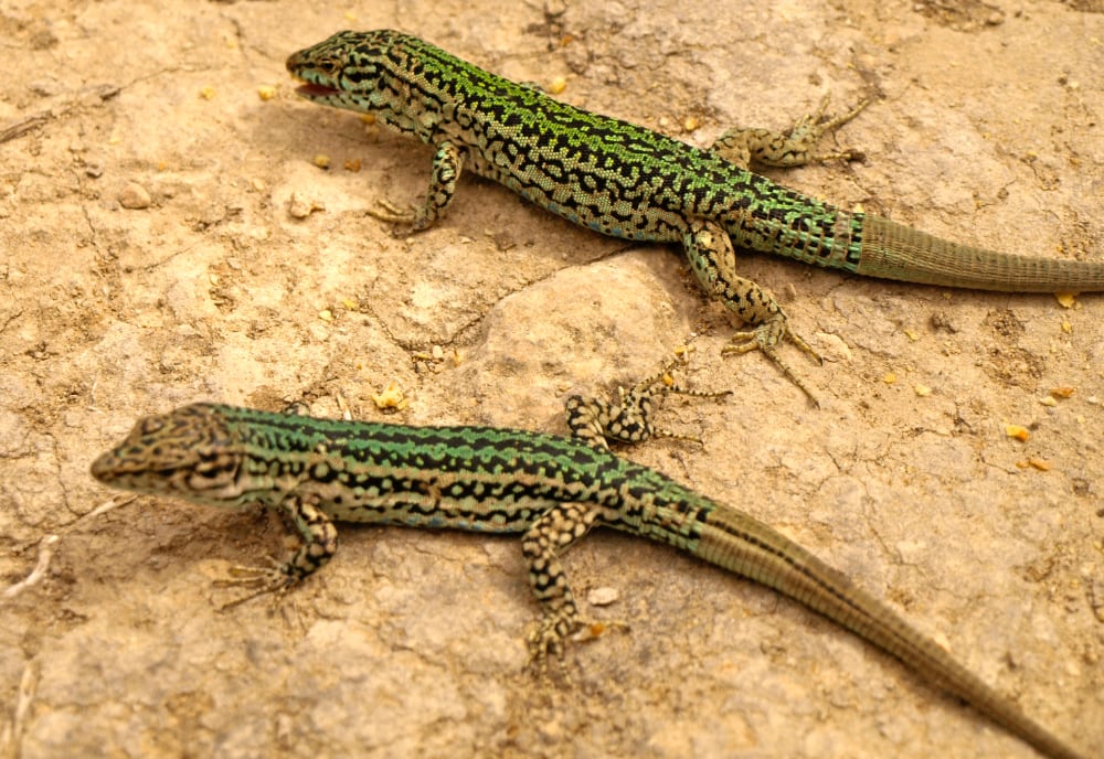 Ibiza Wall Lizard