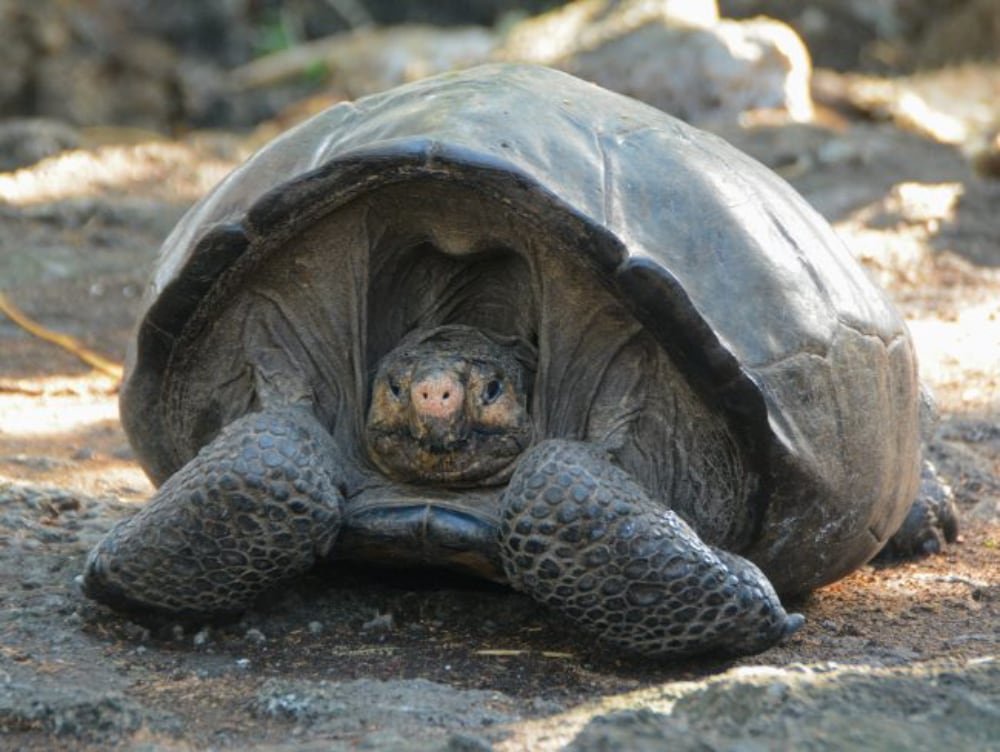 Fernandina Giant Tortoise1000