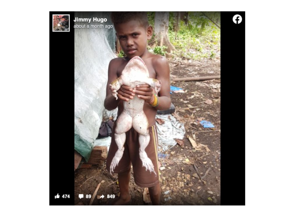 Cornufer Guppyi