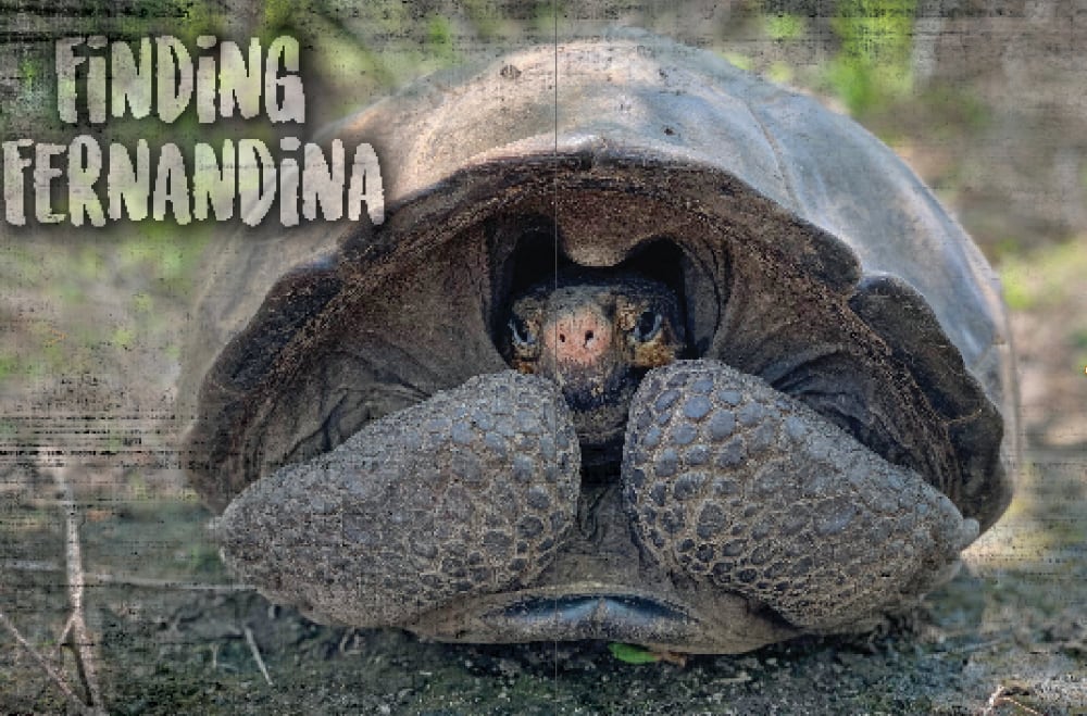 Fernandina Giant Tortoise