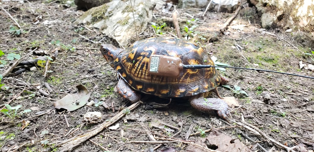 Easternboxturtle2 1000