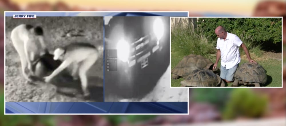 Galapagos Tortoise Stolen
