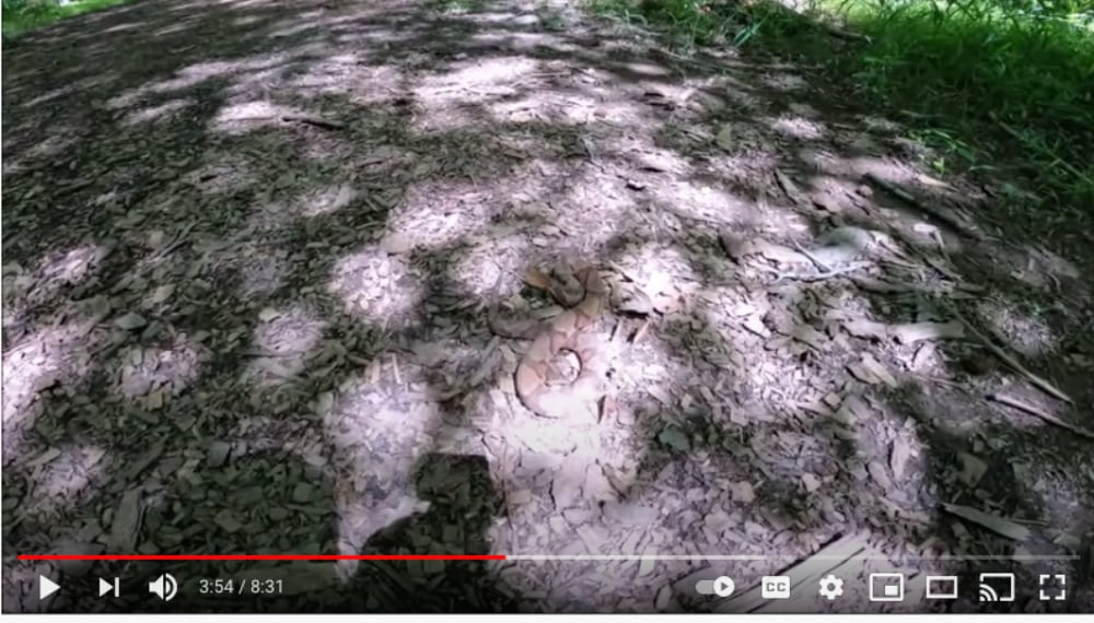 Copperhead Bites Herper