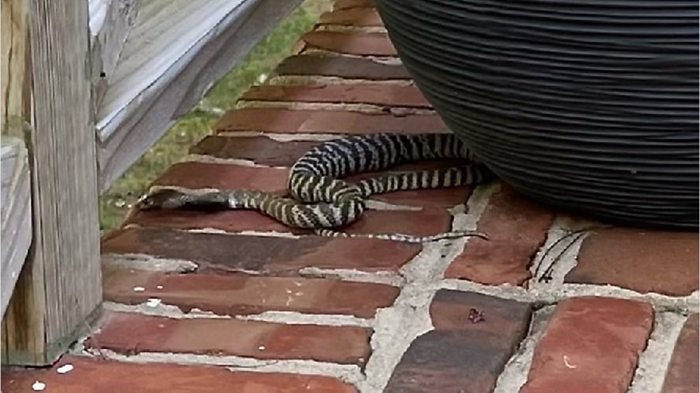 Spitting Cobra Snake