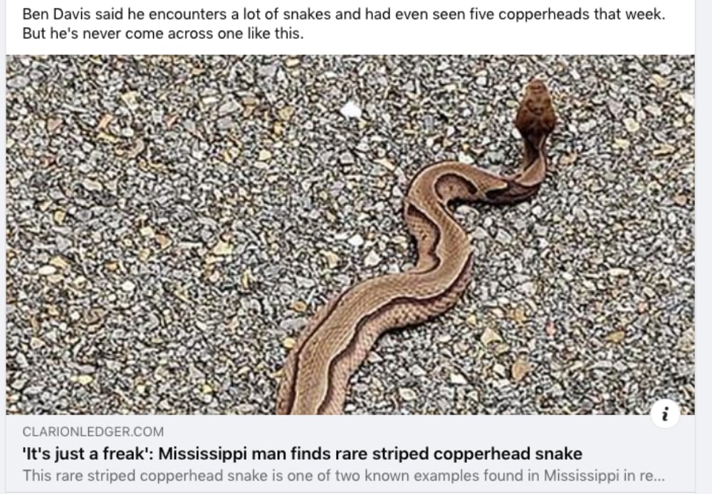 Striped Copperhead Snake