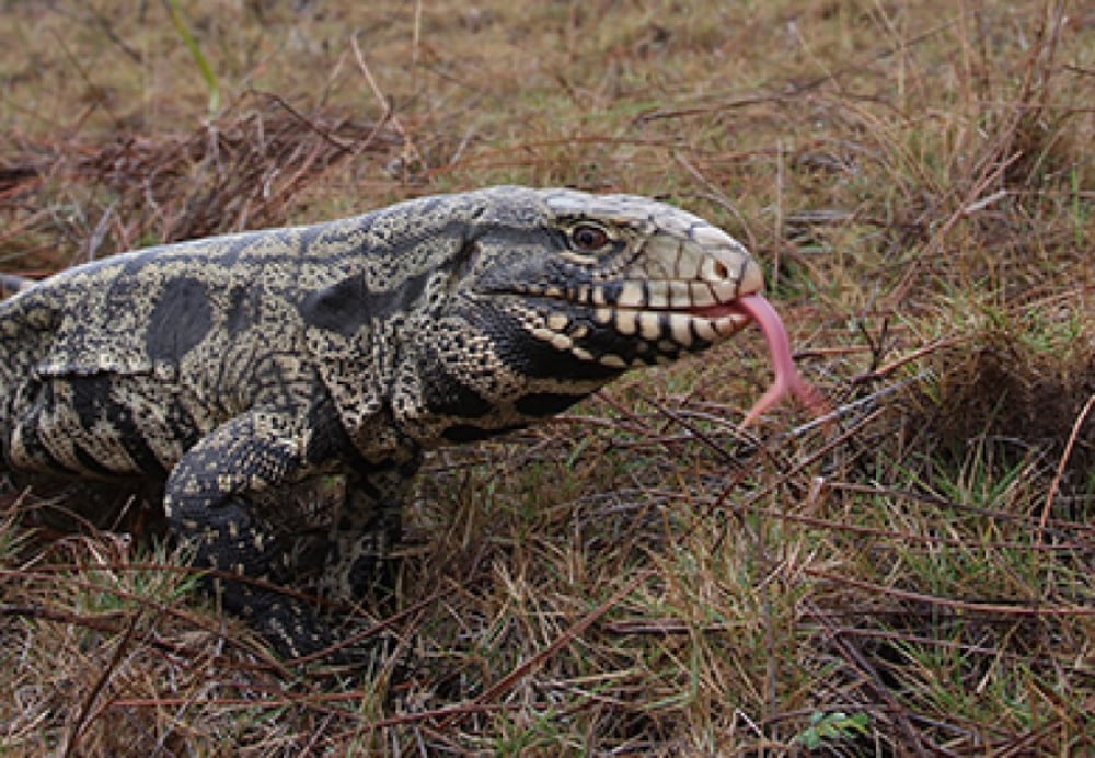 Argentine Black And White Tegu