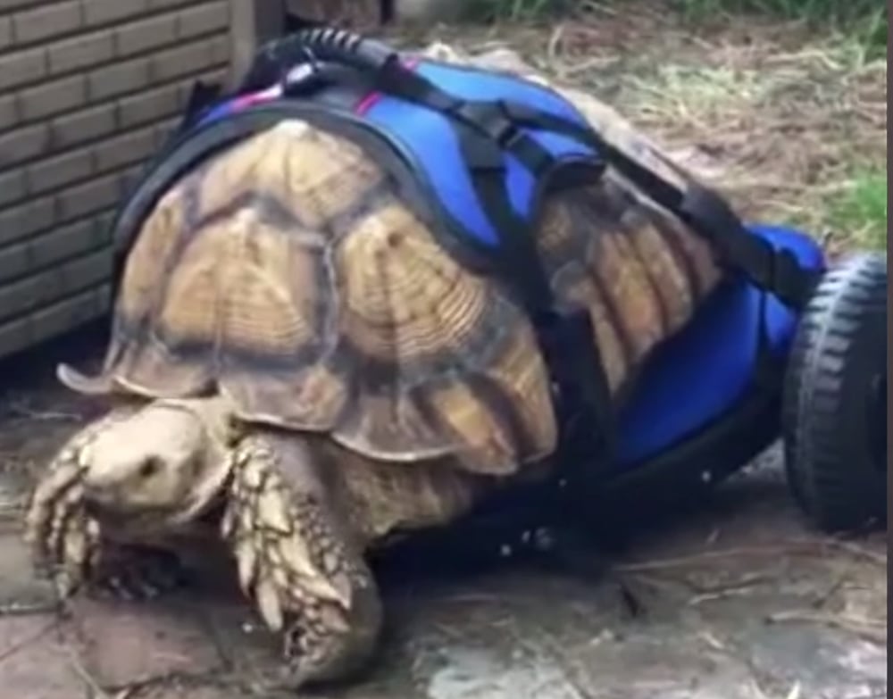 George Wheelchair Sulcata