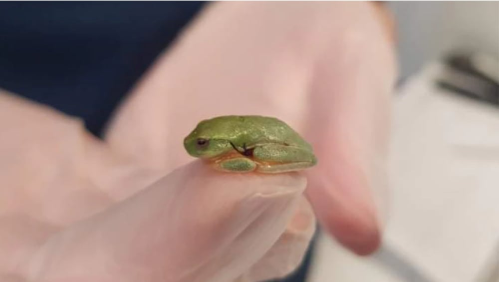 Treefrog