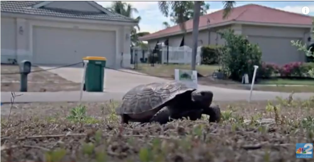 Gopher Tortoise
