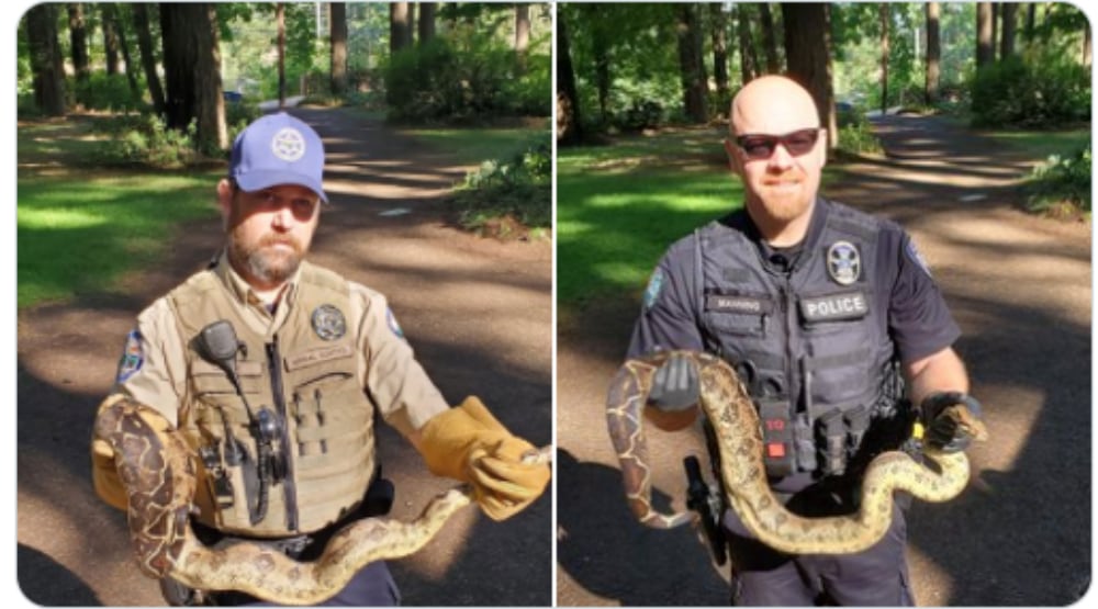 Ball Python Camas Wa