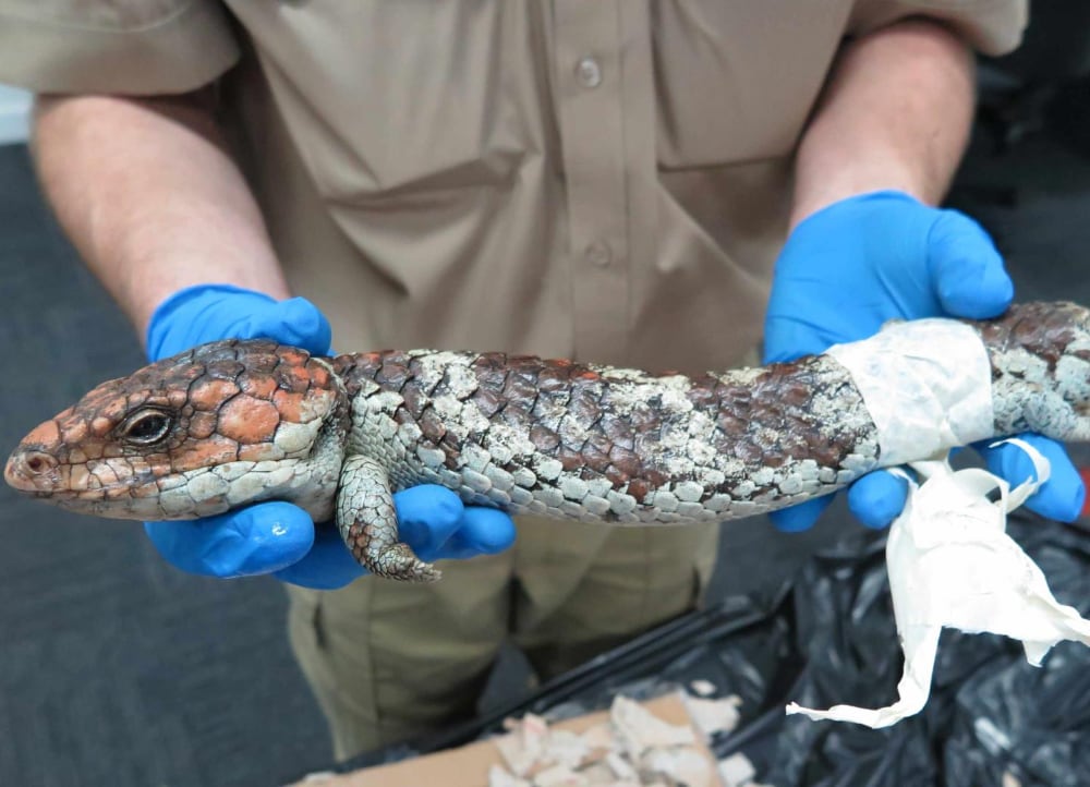 Shingleback Skink
