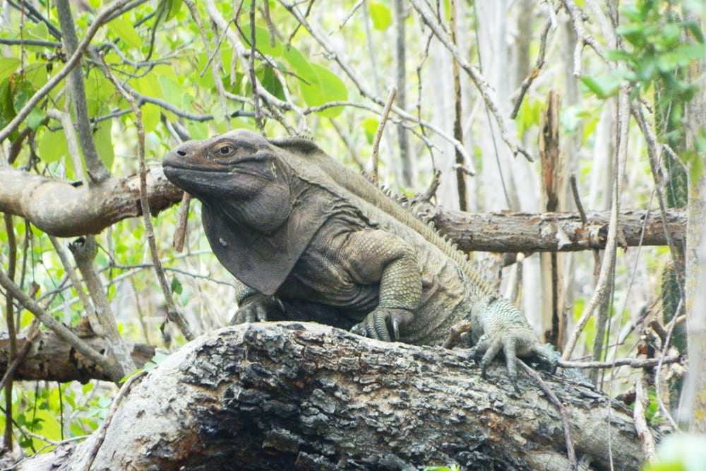 Anegada Iguana