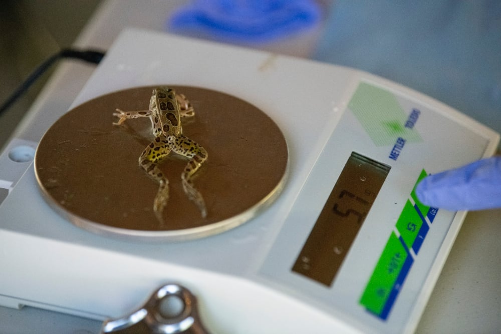 Northern Leopard Frog1000