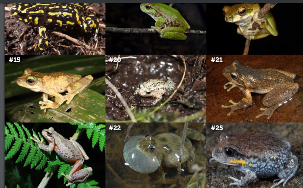 White Bellied Frogs