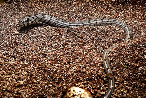 Glass Lizard Hatchlings05x