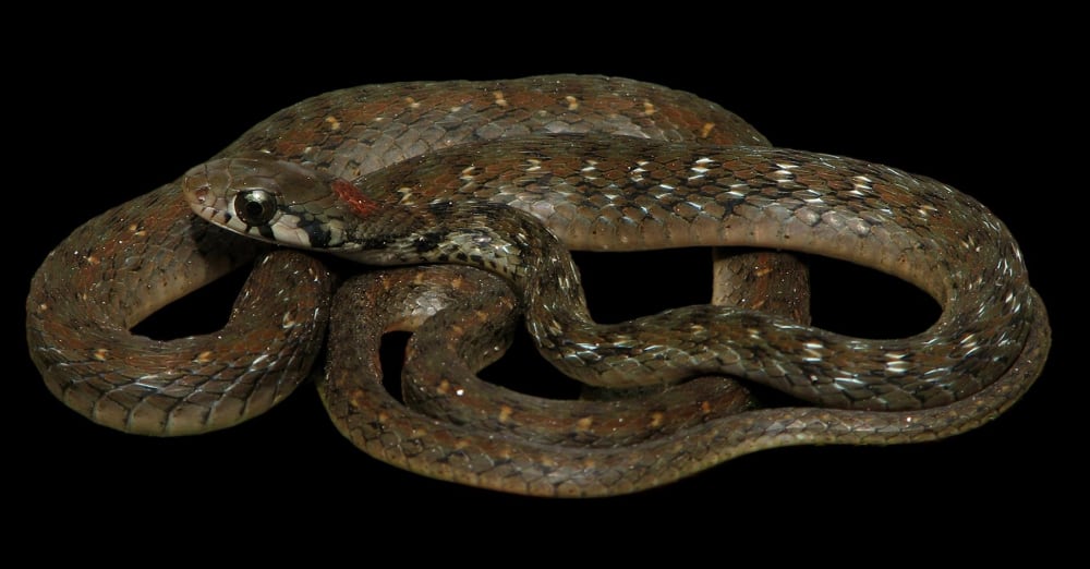 Rhabdophis Bindi