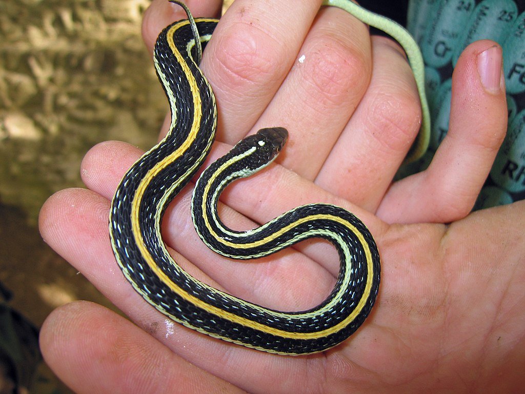 Thamnophisproximus