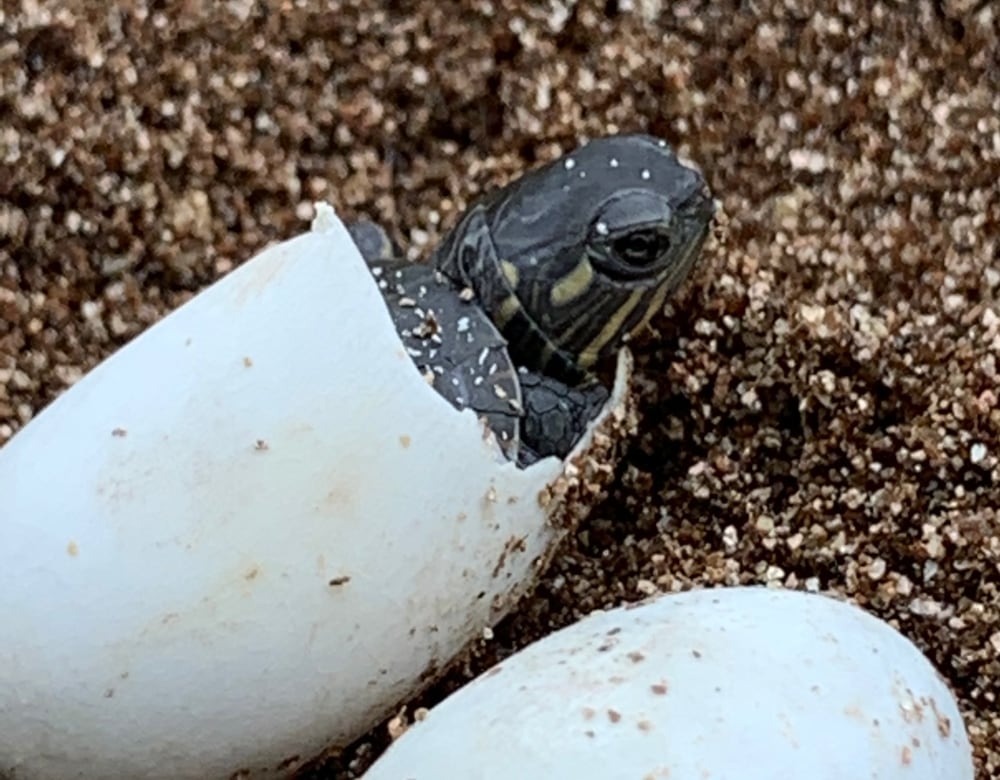 Hatchling Turtles