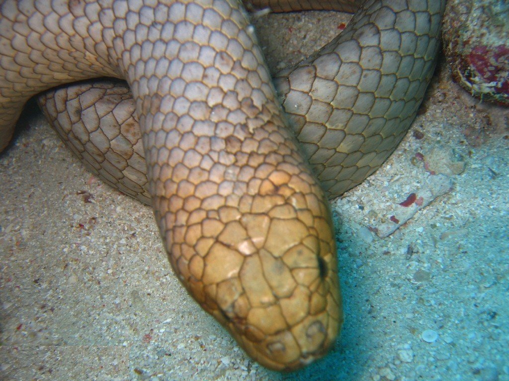 Aipysurus Laevis