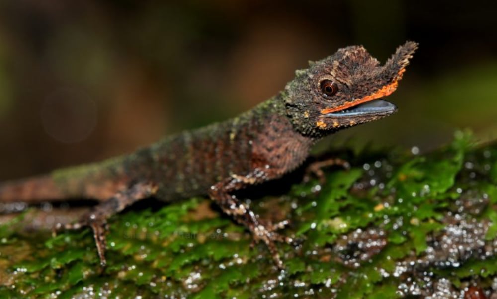 Rough Nosed Horned Lizard