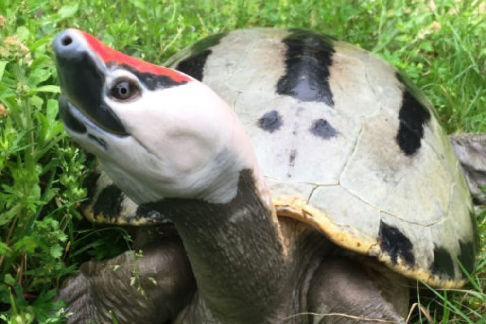Malaysian Painted River Terrapin