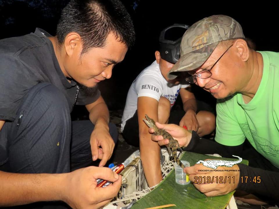Philippine Croc