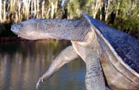 Rheodytes Leukops200