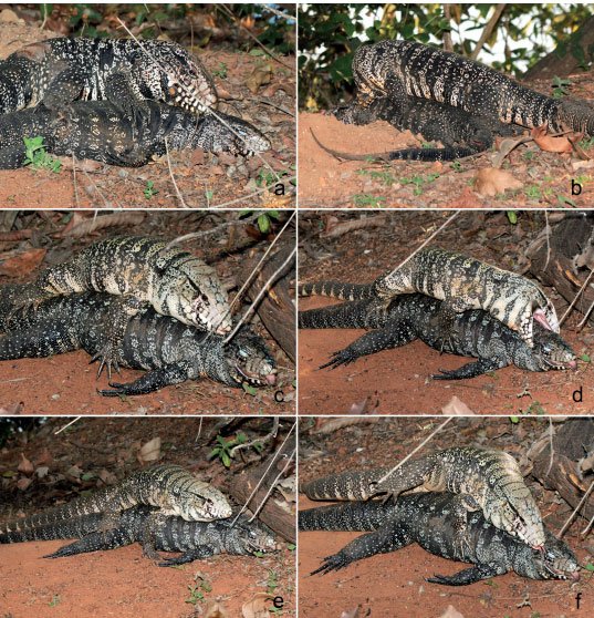 Black And White Tegu