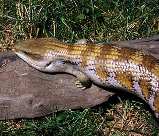 Bluetongue1