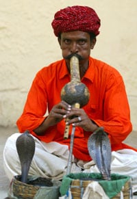 Snakecharmer200