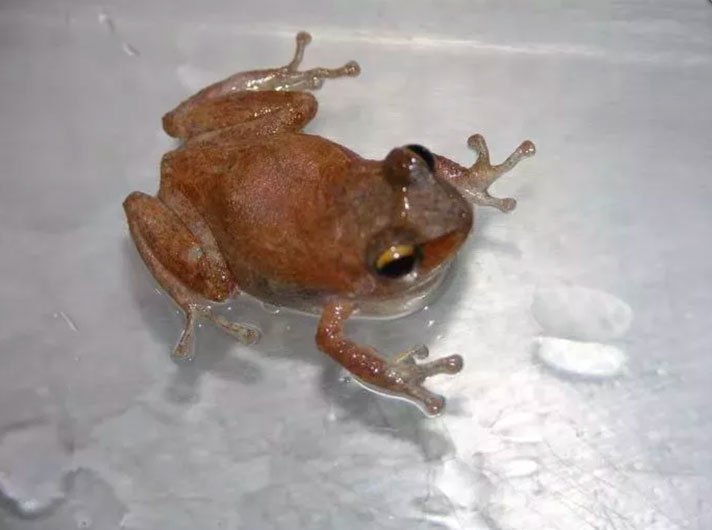 Coqui Frog Hi Dept Ag