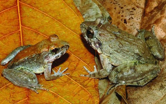 Limnonectes Larvaepartus