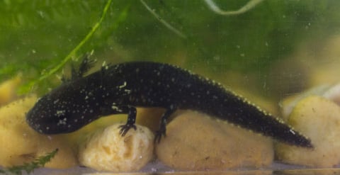 Warty Newt